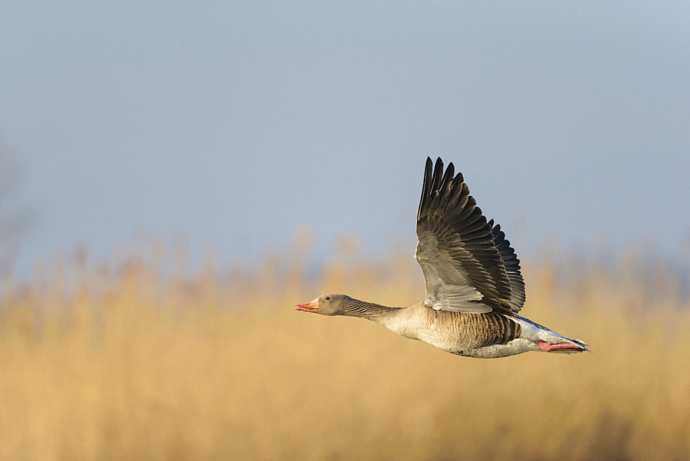 Greylag goose, Anser anser, Germany, Europe