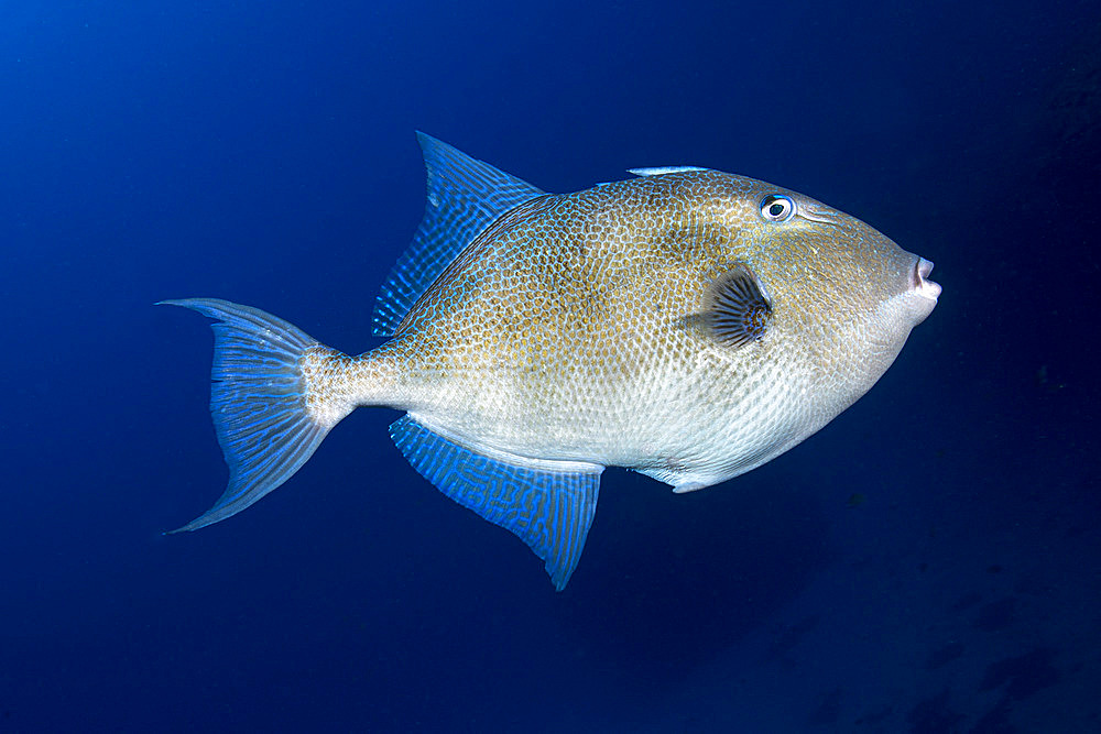 Grey triggerfish (Balistes capriscus). Fish of the Canary Islands, Tenerife.