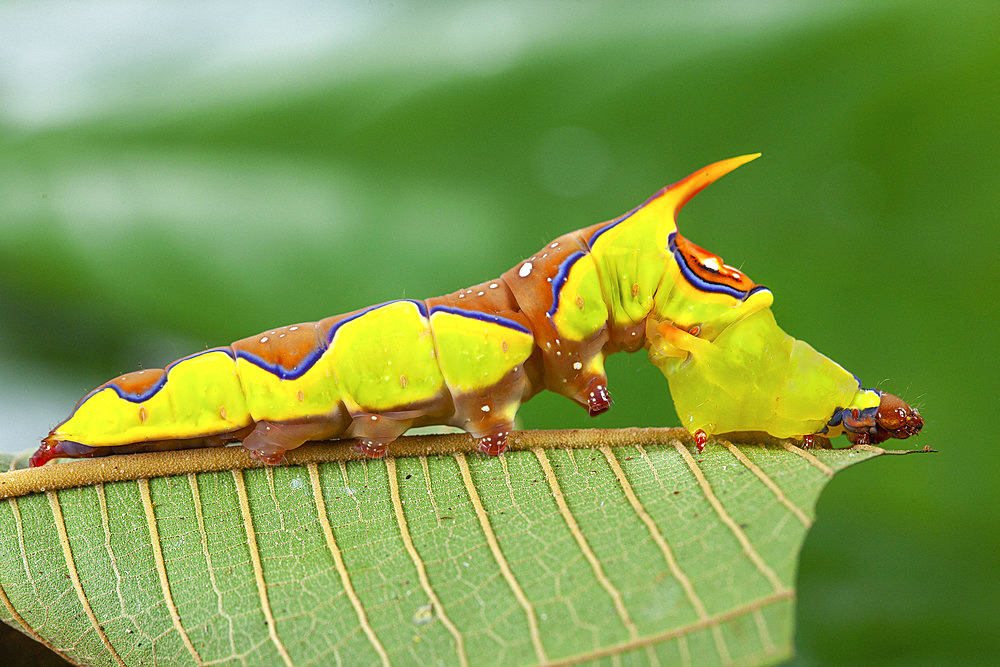 Rhuda (Rhuda decepta), caterpillar on leaf, Iquitos, Peru