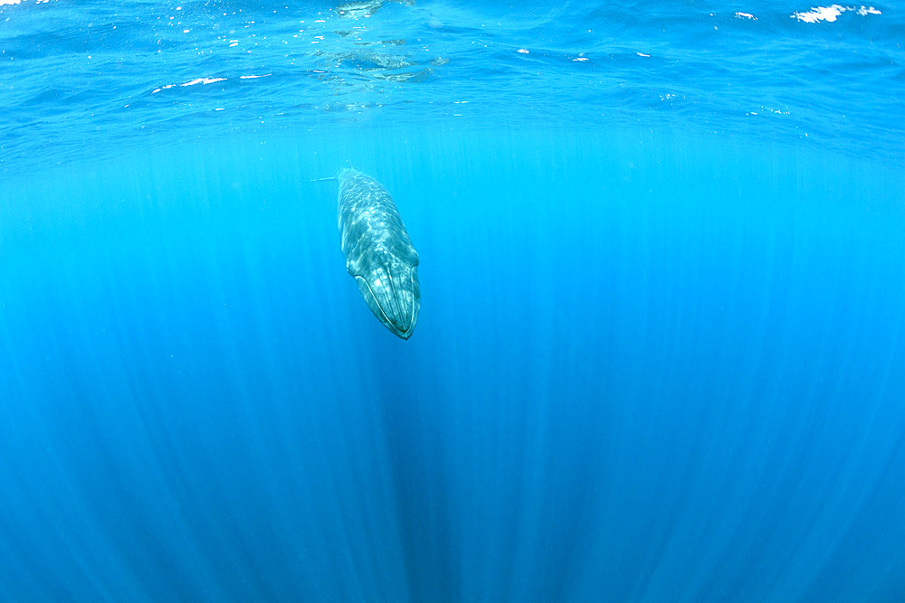 Bryde's whale (Balaenoptera edeni) is a baleen whale, more specifically a rorqual belonging to the same group as blue whales and humpback whales. Trincomalee, Eastern Province, Sri Lanka, Bay of Bengal, Indian Ocean