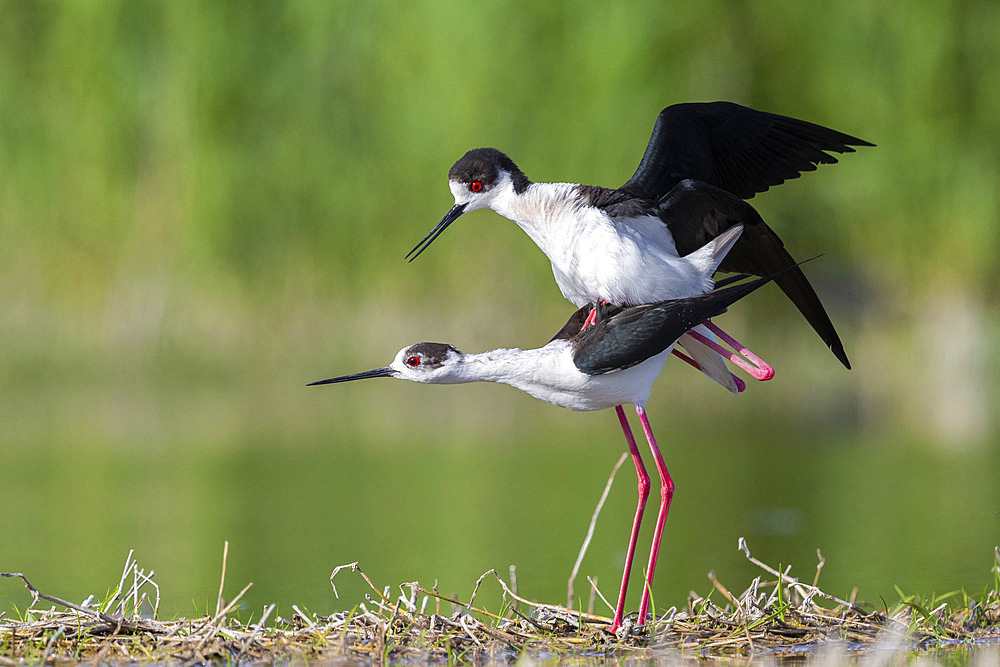 Black-winged Stilt (Himantopus himantopus), a pair mating in a pond, Campania, Italy