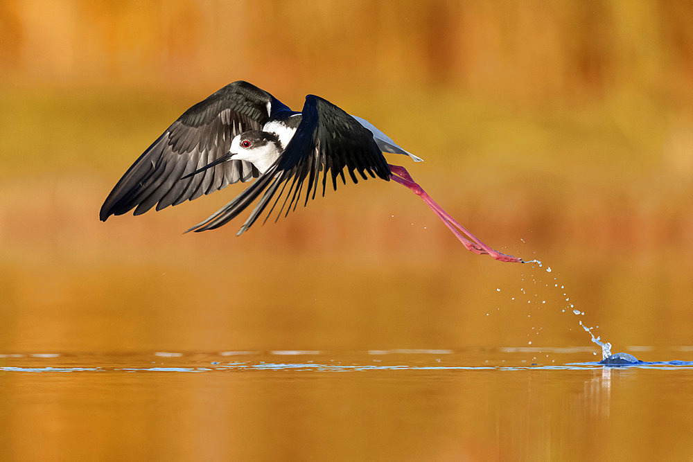 Black-winged Stilt (Himantopus himantopus), side view of an adult male in flight, Campania, Italy