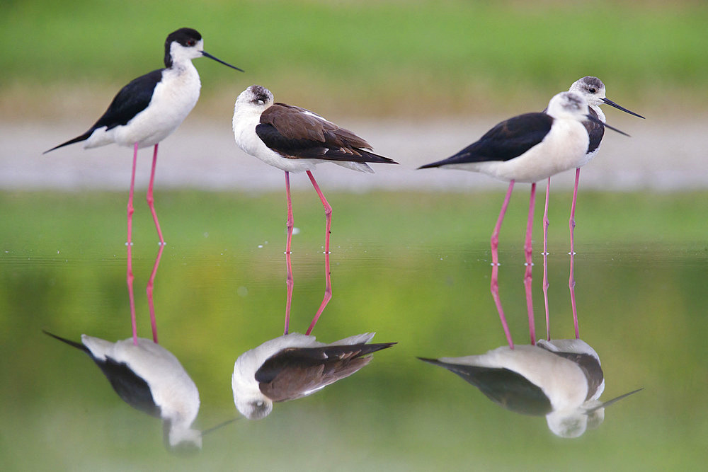 Black-winged Stilt (Himantopus himantopus), a small flock resting in the water, Campania, Italy