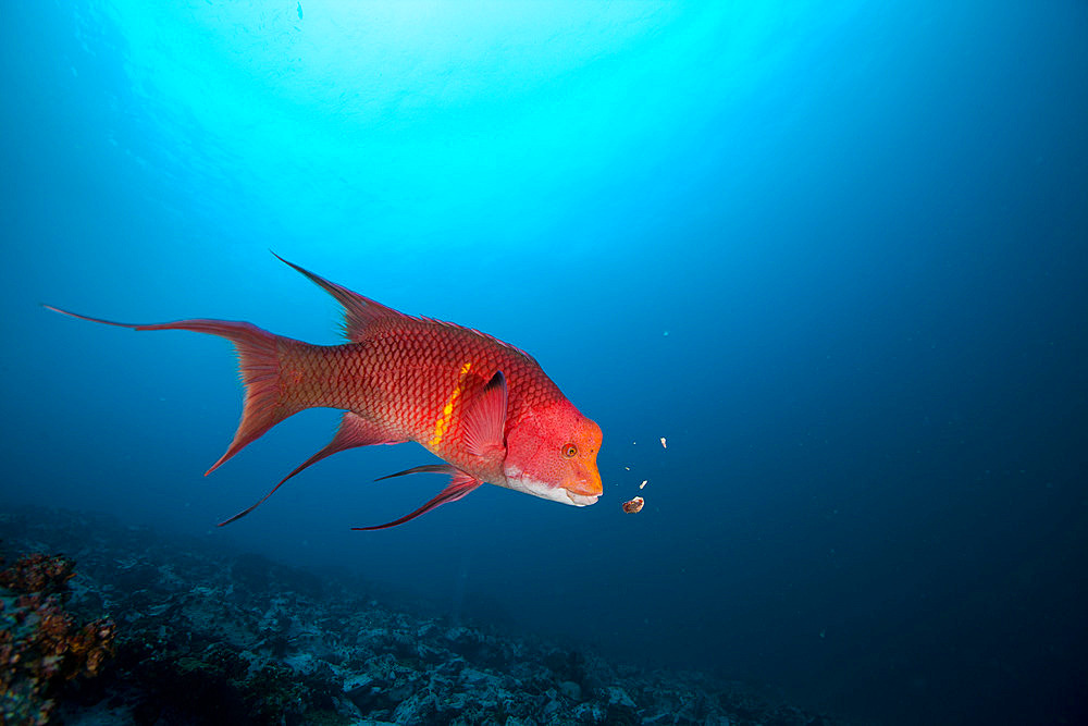 Mexican hogfish (Bodianus diplotaenia) feeding on barnacles in the Wildlife Sanctuary of Malpelo Island, Colombia.