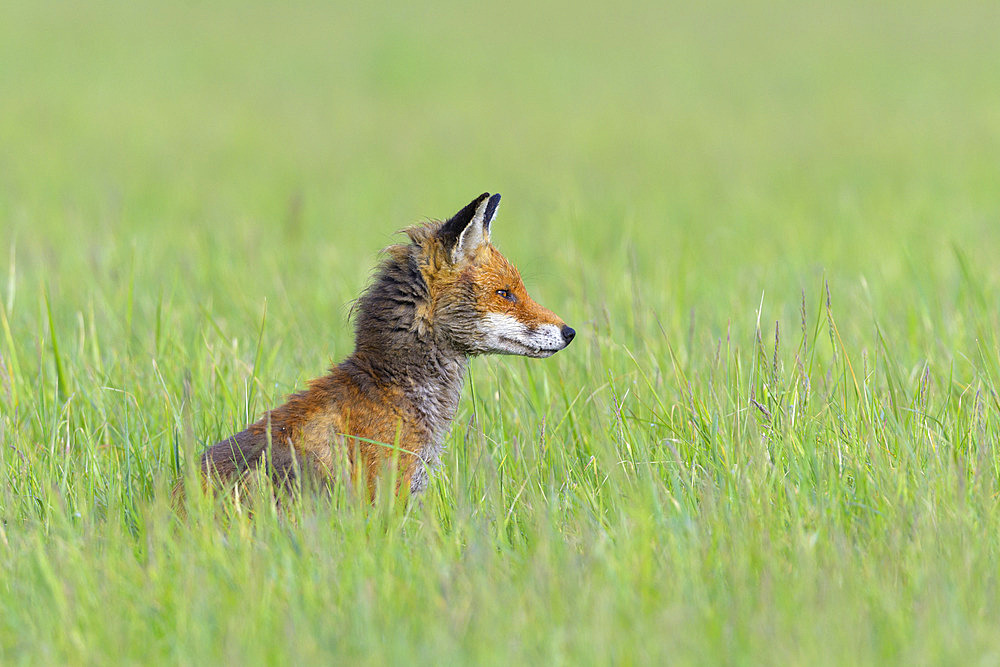 Red fox (Vulpes vulpes) in a meadow, April, Hesse, Germany