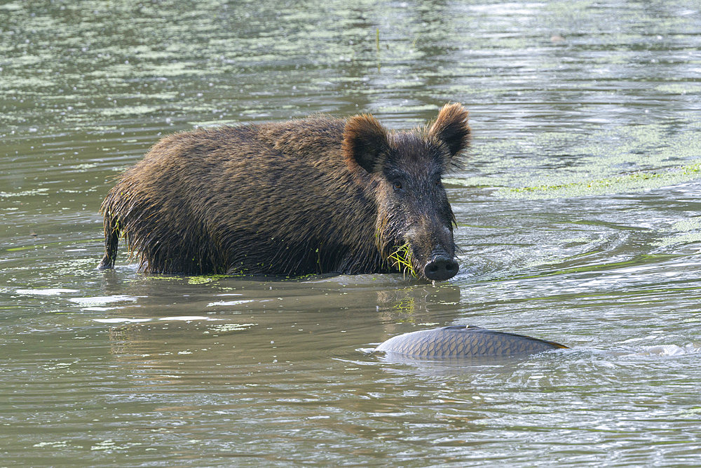 Wild boar looks at a carp in pond, Sus scrofa, Hesse, Germany, Europe