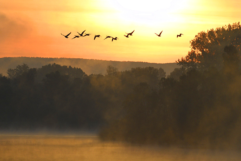 Canada geese (Branta canadensis) flying in the early morning, Sauer Delta Nature Reserve, Rhine bank, Munchhausen, Alsace, France