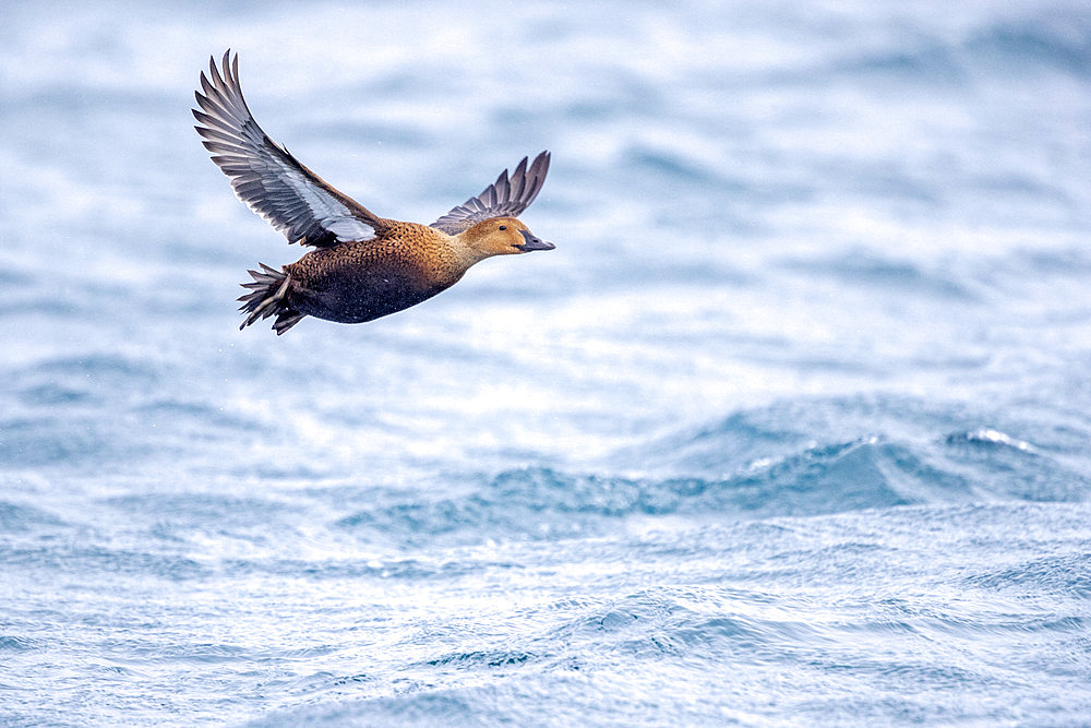 King eider in flight, Somateria spectabilis. Batsfiord, Norway