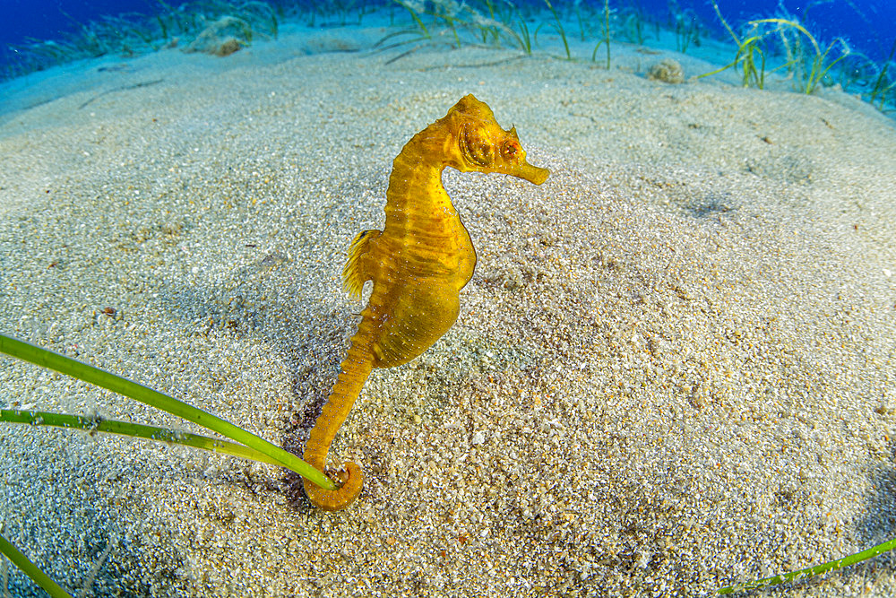 Short-snouted seahorse, (Hippocampus hippocampus), male, Ponza Island, Italy, Tyrrhenian Sea, Mediterranean Sea.