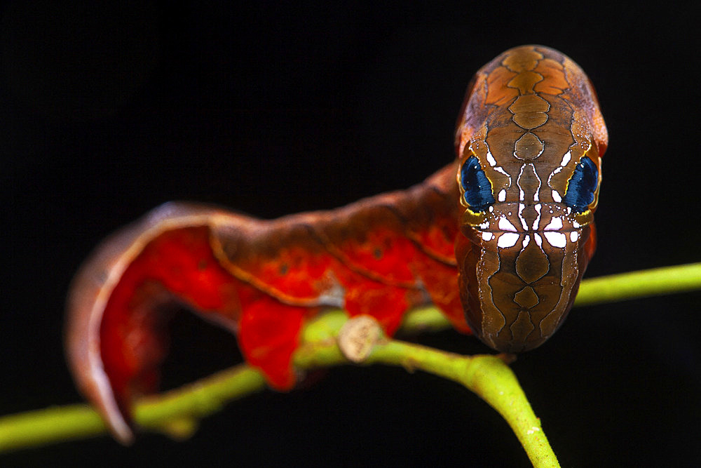 Owlet moth (Phyllodes sp) caterpillar, Kinabalu NP; Borneo, Malaysia