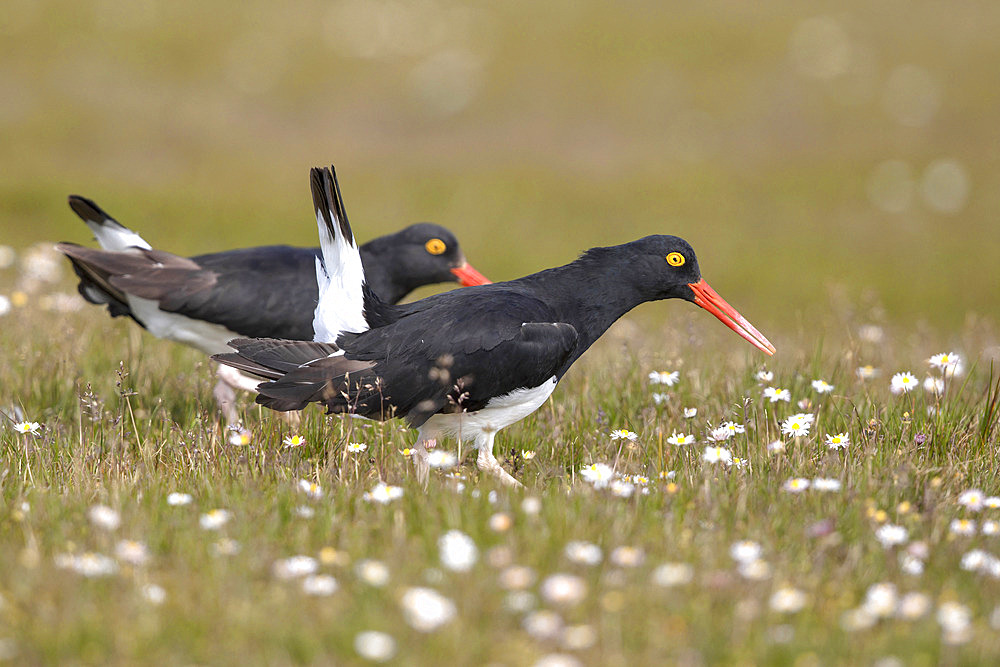 Magellanic Oystercatcher (Haematopus leucopodus) displaying, Bleaker island, Falkland, January 2018