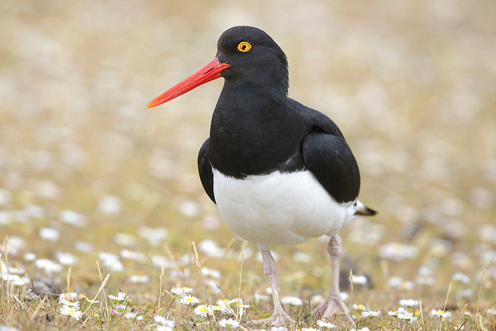 Magellanic Oystercatcher (Haematopus leucopodus), Bleaker island, Falkland, January 2018