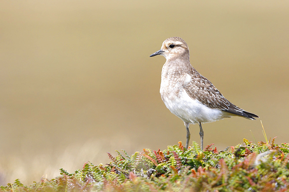 Rufous-chested dotterel juvenile, Bleaker island, Falkland, January 2018