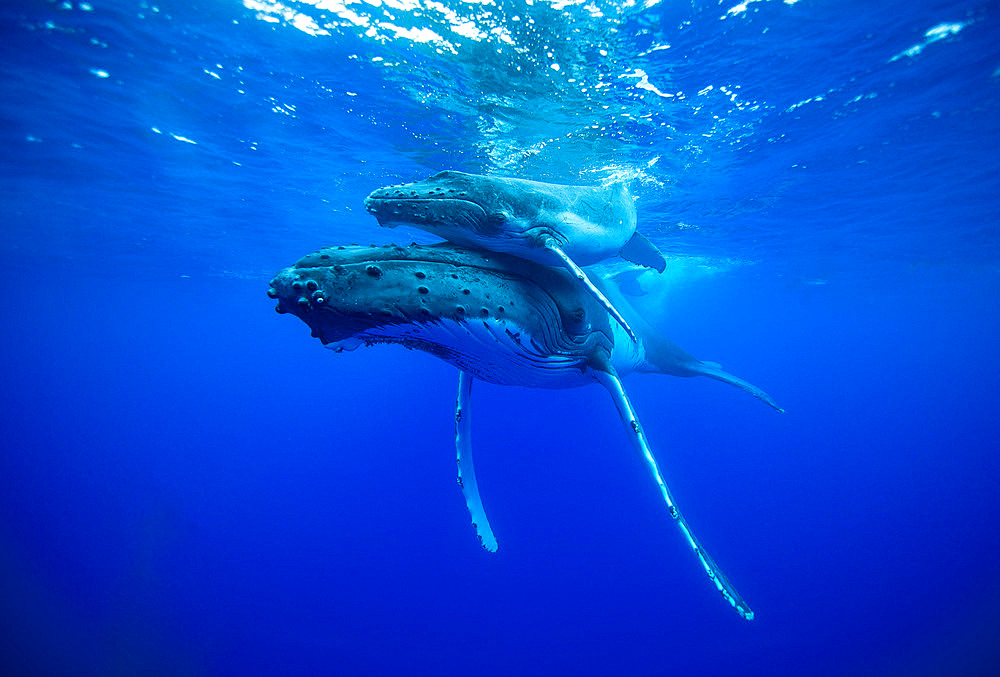 Humpback whale (Megaptera novaeangliae) calf resting on its mother swimming around the island of Rurutu in the Austral Archipelago in French Polynesia.