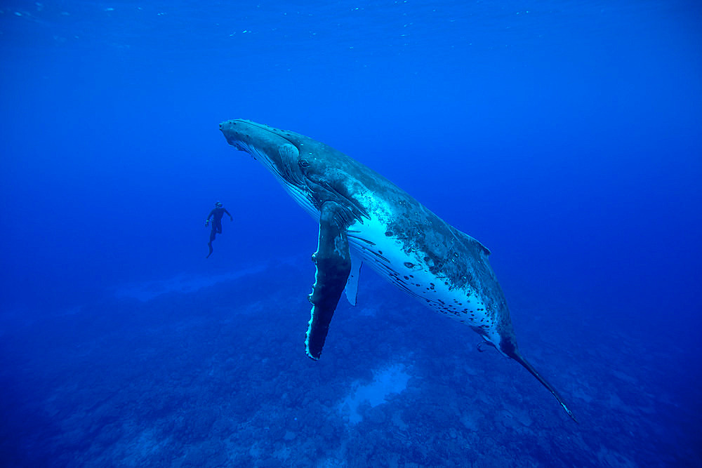 Humpback whale (Megaptera novaeangliae) facing a snorkeler in the waters of the Pacific Ocean.