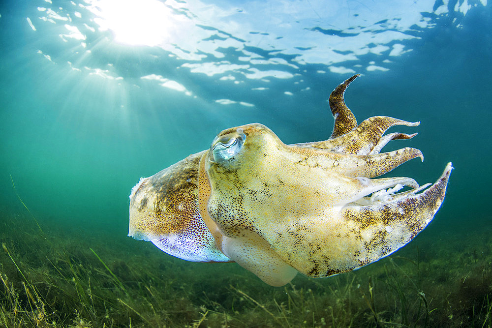 Common cuttlefish (Sepia officinalis)swimming in the Thau lagoon, Bouzigues, Herault, Occitania, France.