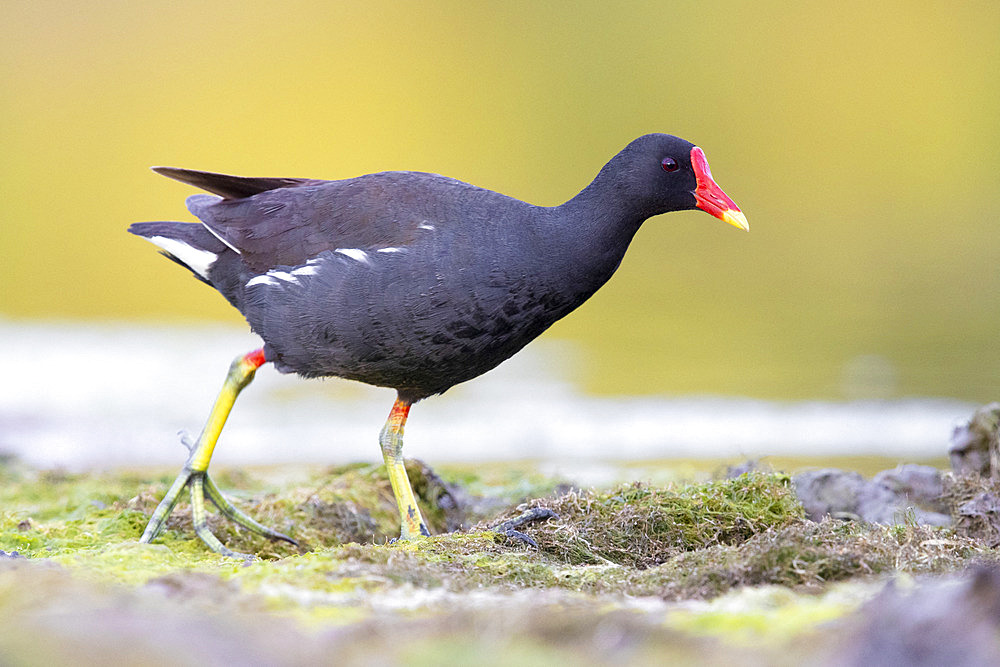 Common Moorhen (Gallinula chloropus), side view of an adult walking in a marsh, Campania, Italy