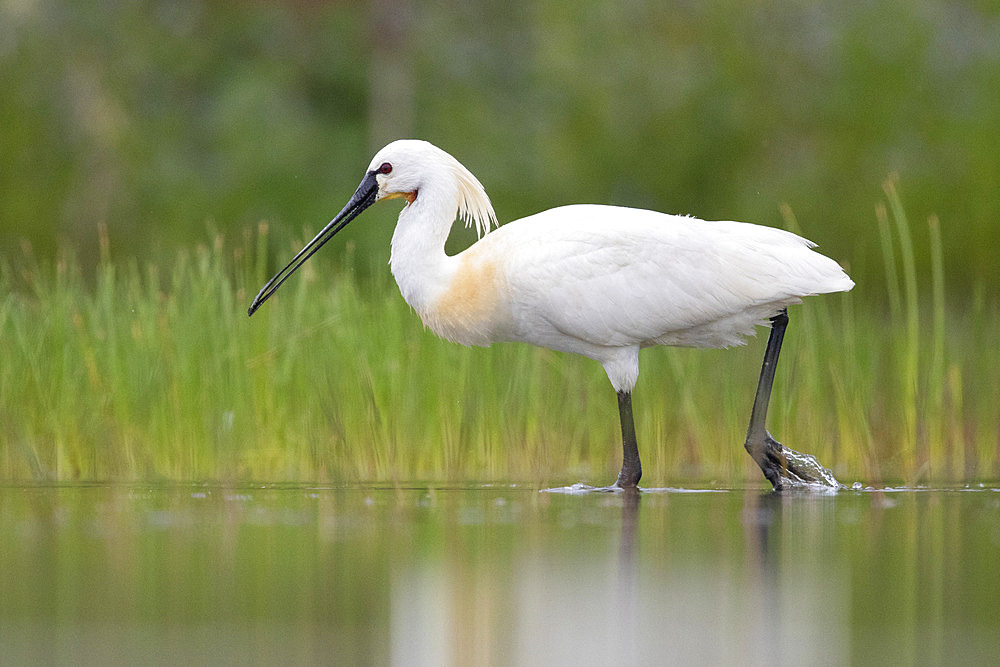 Eurasian Spoonbill (Platalea leucorodia), side view of an adult standing in the water, Campania, Italy