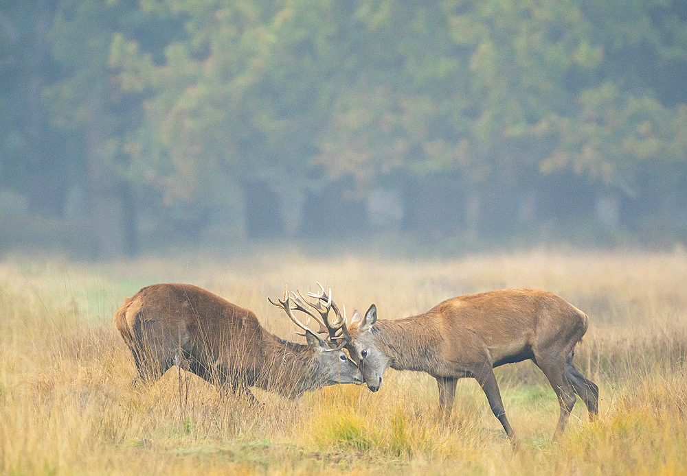 Red deer (Cervus elaphus) fighting in the mist, England