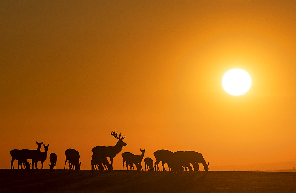 Red deer (Cervus elaphus) group walking in a meadow at sunset