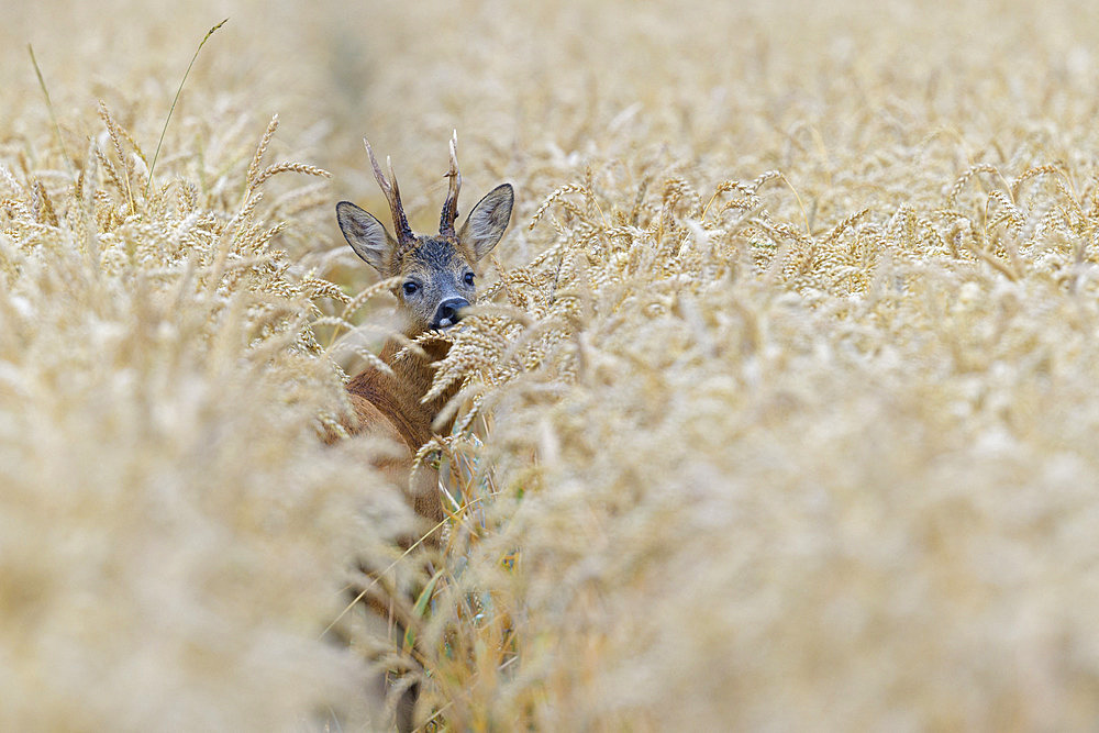 Western roe deer in cornfield, Capreolus capreolus, Roebuck, Hesse, Germany, Europe