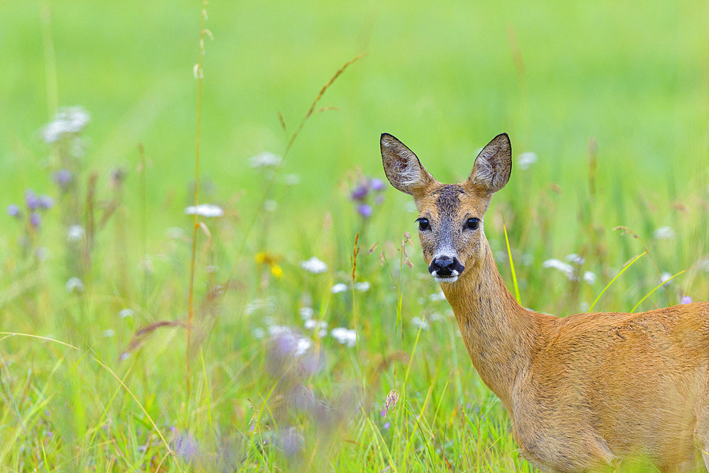 Western roe deer in summertime, Capreolus capreolus, Female, Hesse, Germany, Europe