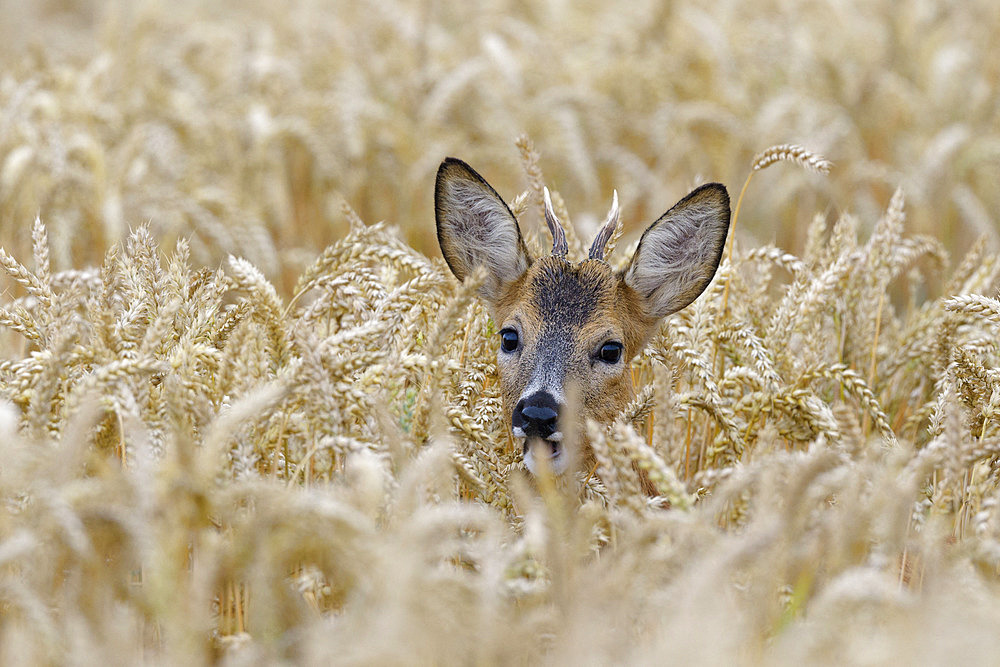 Western roe deer in cornfield, Capreolus capreolus, Roebuck, Summer, Hesse, Germany, Europe