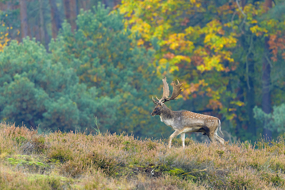 Fallow deer in autumn, Cervus dama, Germany, Europe