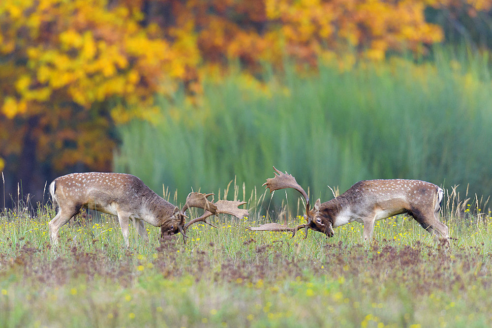 Fighting Fallow Deers at Rutting Season, Cervus dama, Hesse, Germany, Europe