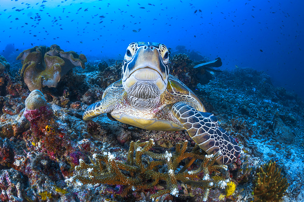 Face to face with a green turtle (Chelonia mydas) on the Sawandarek site. Raja Ampat