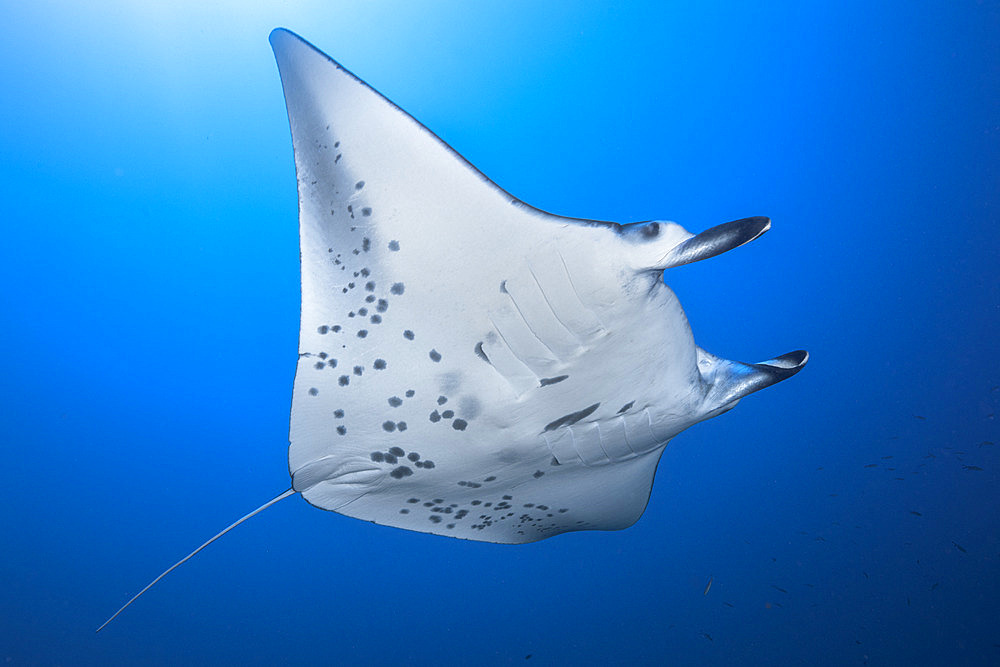 Reef manta ray (Manta alfredi) at a depth of 50 metres in the lagoon of Mayotte.