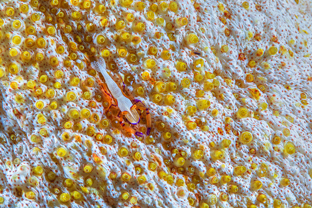 Imperial shrimp (Periclimenes imperator) hidden under a Sea cucumber, Mayotte