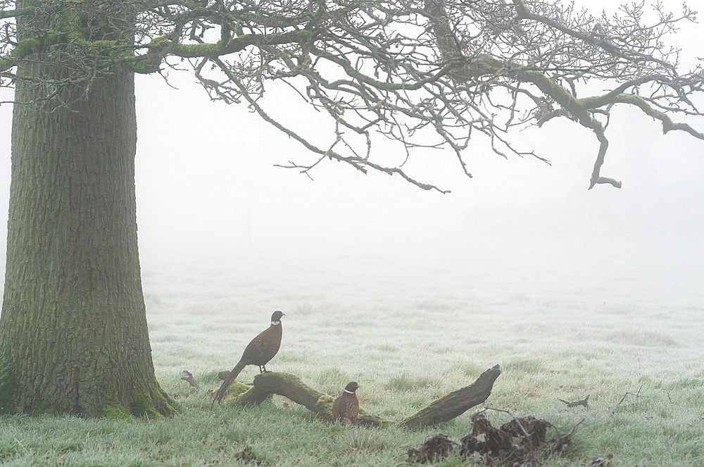 Pheasant (Phasianus colchicus) perched on a branch, England