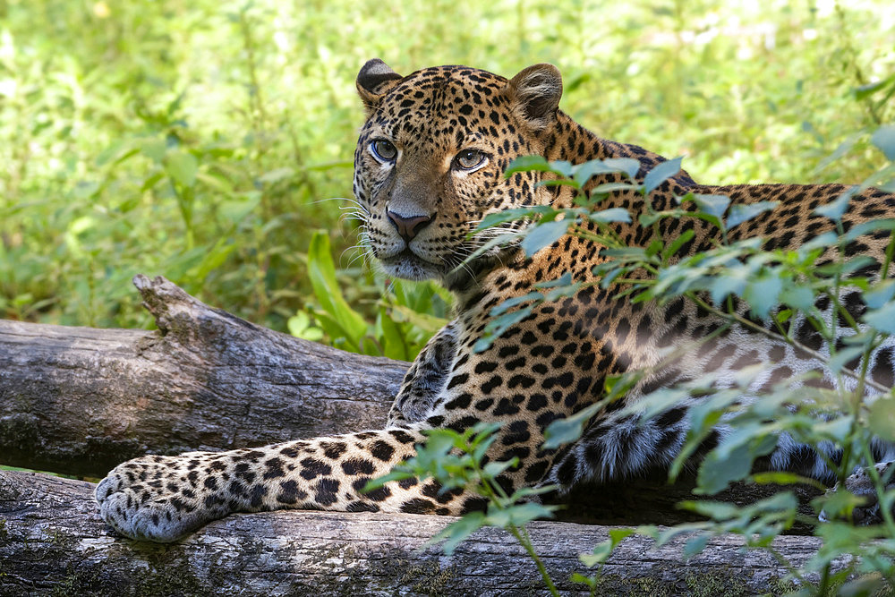 Javan Leopard (Panthera pardus melas), Java Island, Indonesia