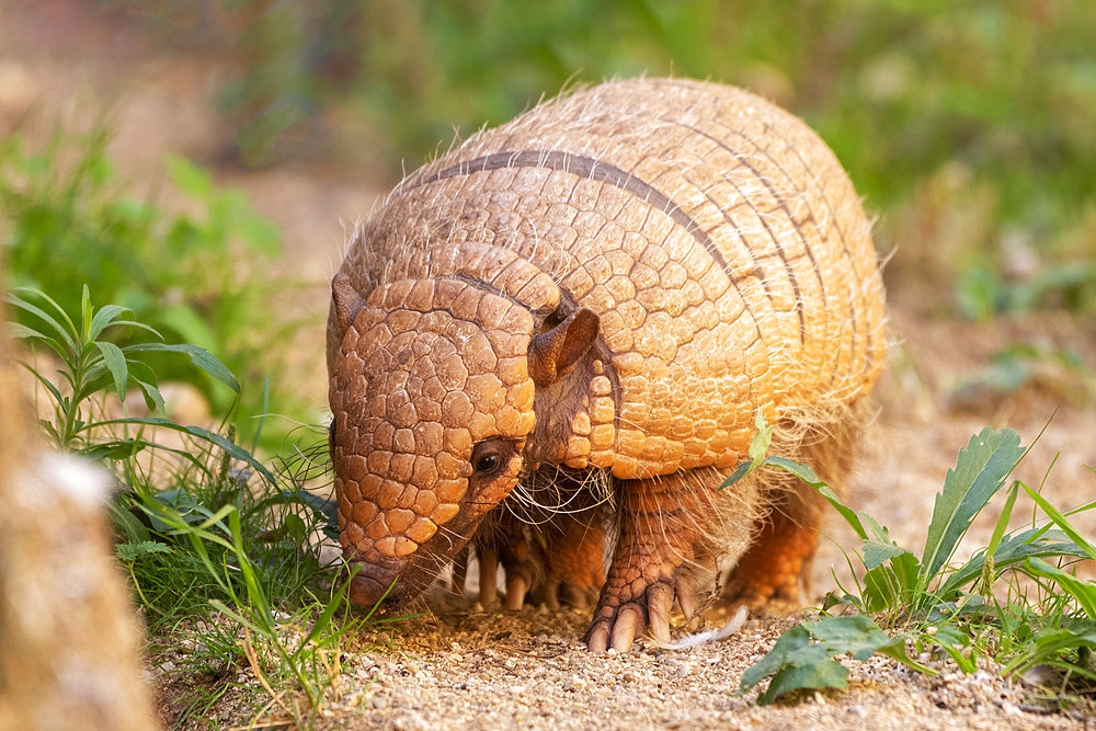 Yellow Armadillo (Euphractus sexcinctus), Pantanal, Brazil