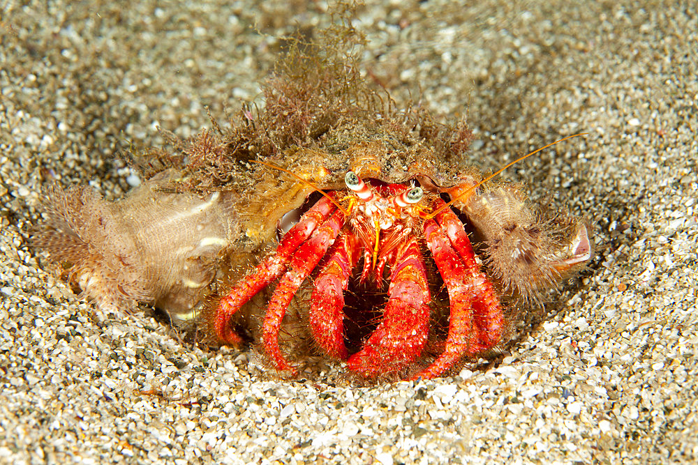 Hermit crab, Dardanus calidus, Mitigliano cave, Marine Protected area Punta Campanella, Massa Lubrense, Penisola Sorrentina, Costa Amalfitana, Italy, Tyrrhenian Sea, Mediterranean