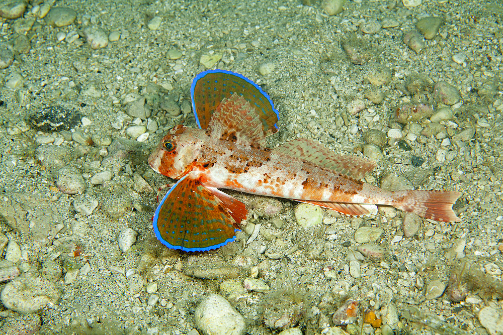 Tub gurnard, Chelidonichthys lucerna, Puolo Bay, Marine Protected area Punta Campanella, Massa Lubrense, Penisola Sorrentina, Costa Amalfitana, Italy, Tyrrhenian Sea, Mediterranean