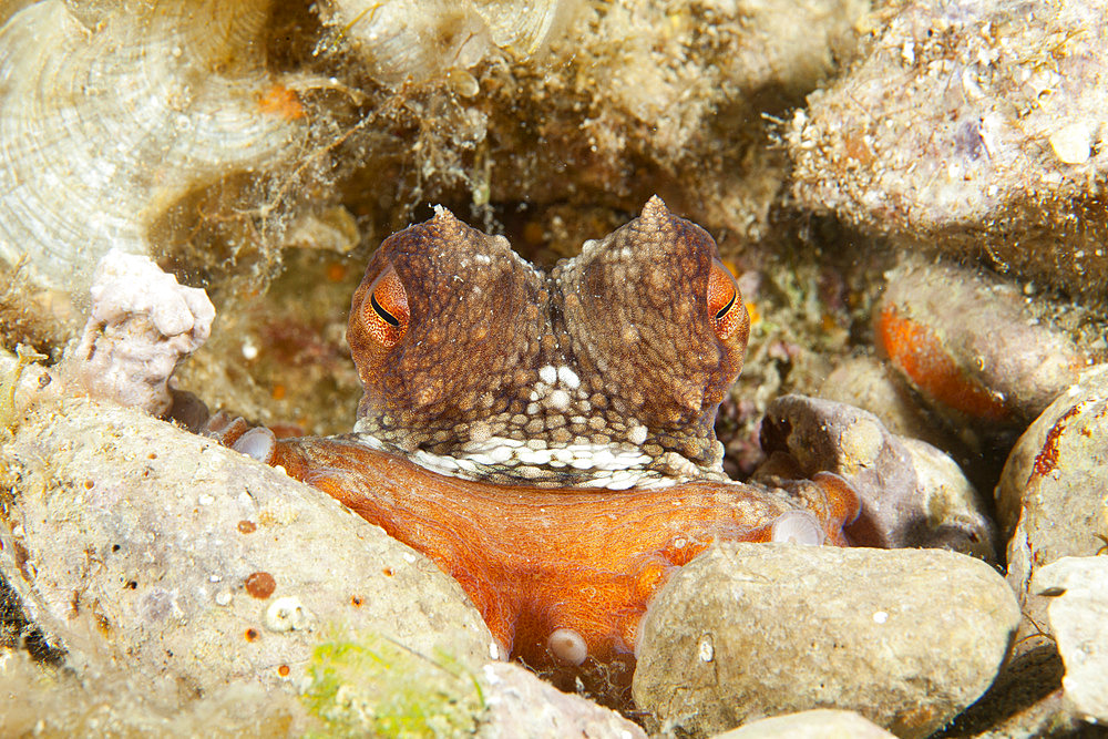 Octopus, Octopus vulgaris, Marine Protected area Punta Campanella, Massa Lubrense, Penisola Sorrentina, Costa Amalfitana, Italy, Tyrrhenian Sea, Mediterranean