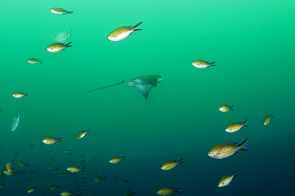 Common Eagle Ray, Myliobatis aquila, Banco di Santa Croce, Massa Lubrense, Penisola Sorrentina, Costa Amalfitana, Italy, Tyrrhenian Sea, Mediterranean