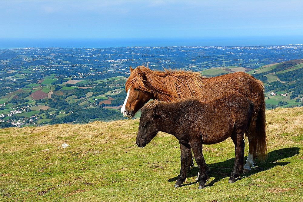 Horse and Pottok in summer at the top of Mount Baygoura (Baigura) : in the distance the Basque coast, Pyrenees-Atlantiques, France