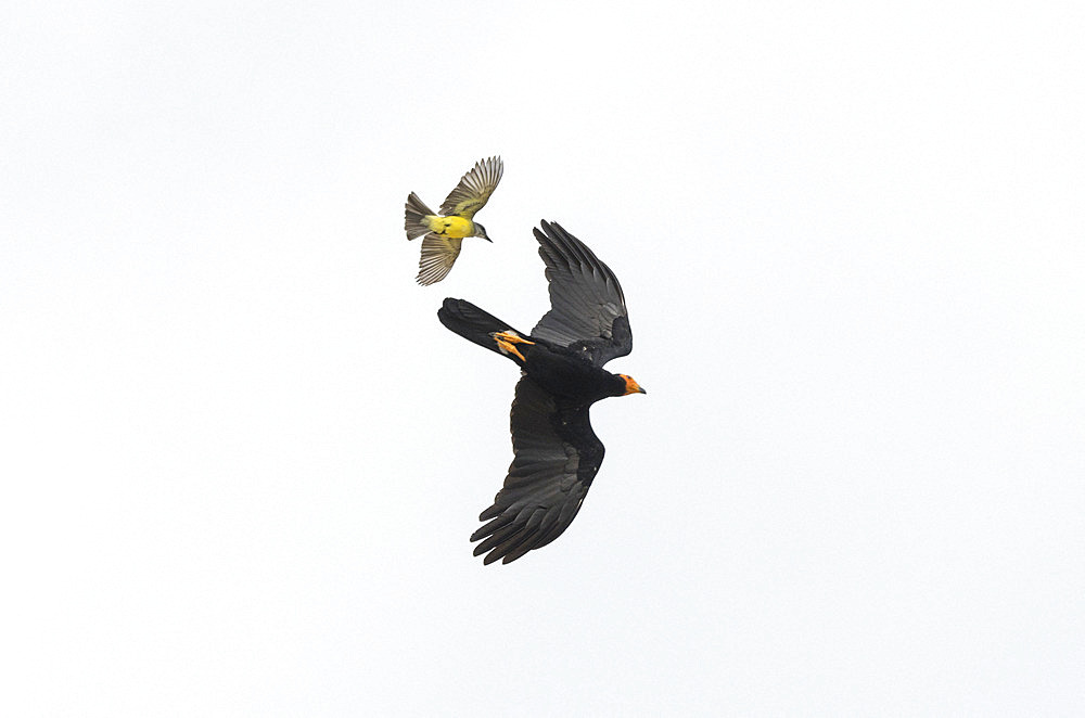 Black Caracara (Daptrius ater) hooted in flight by aTropical Kingbird (Tyrannus melancholicus), Alter do Chao, Brazilian Amazon.