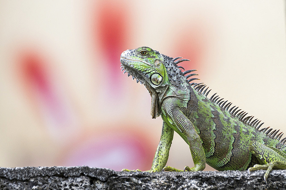 Young green Iguana (Iguana iguana) on a wall in front of a hand-shaped tag painted on a building in Fort-de-France, Martinique