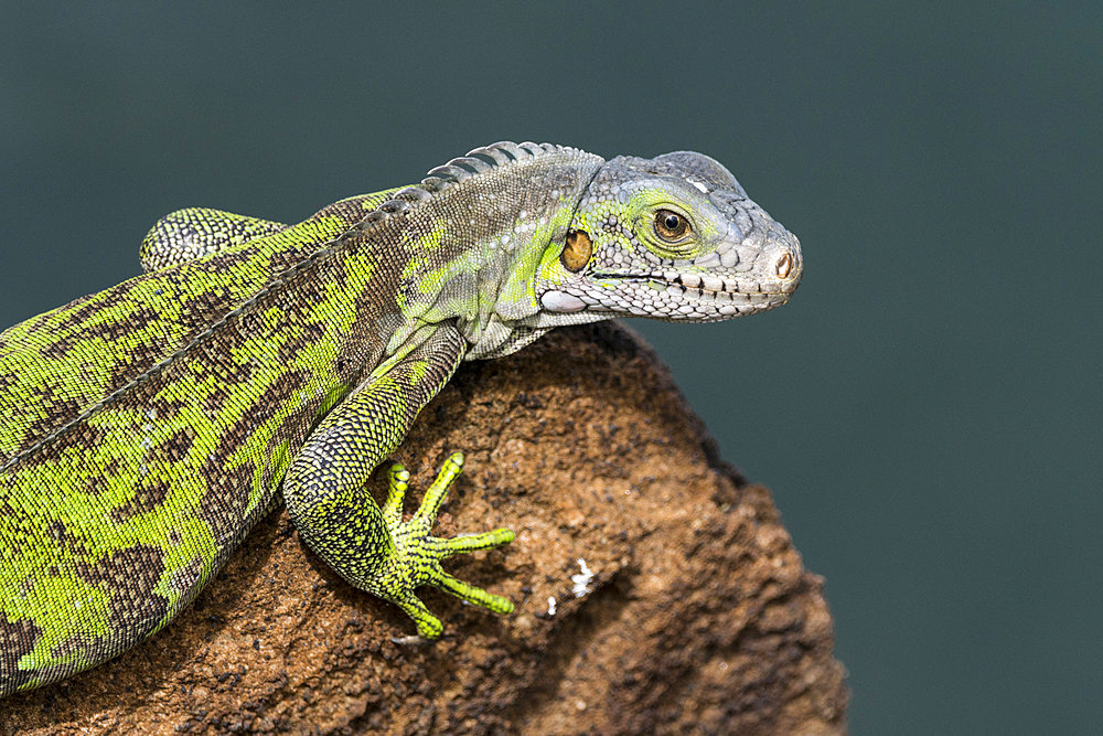 Young Green Iguana (Iguana iguana) young on a rock by the sea in the Salvation Islands, French Guiana