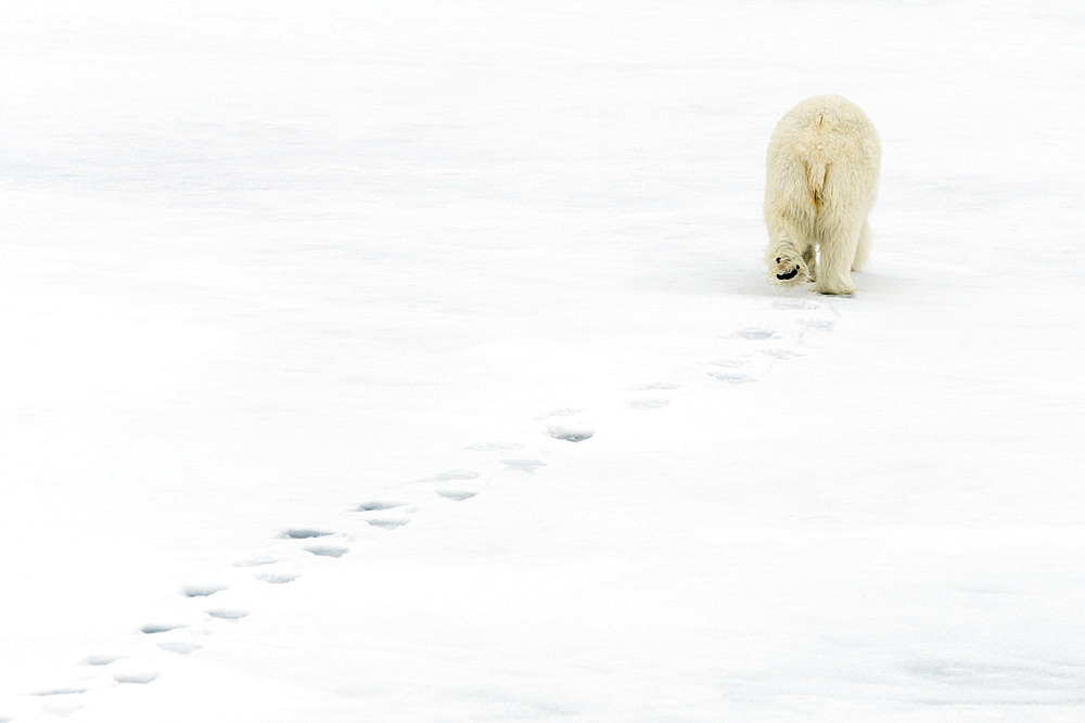 Polar bear (Ursus maritimus) wandering alone on the pack ice, leaving its footprints in the snow, arctic ocean off the coast of Spitsbergen.