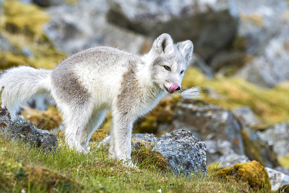 Polar fox (Vulpes lagopus) young licking its chops in the tundra, Bellsund, Spitsbergen