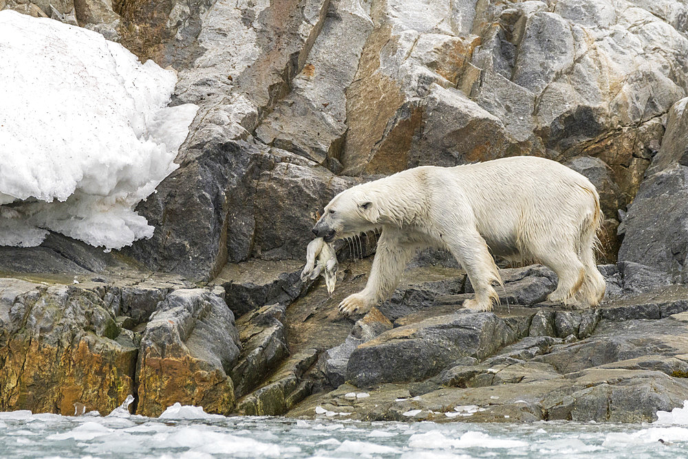 Polar bear (Ursus maritimus) female on rock with a seal in the mouth, Raudfjord, Spitsbergen