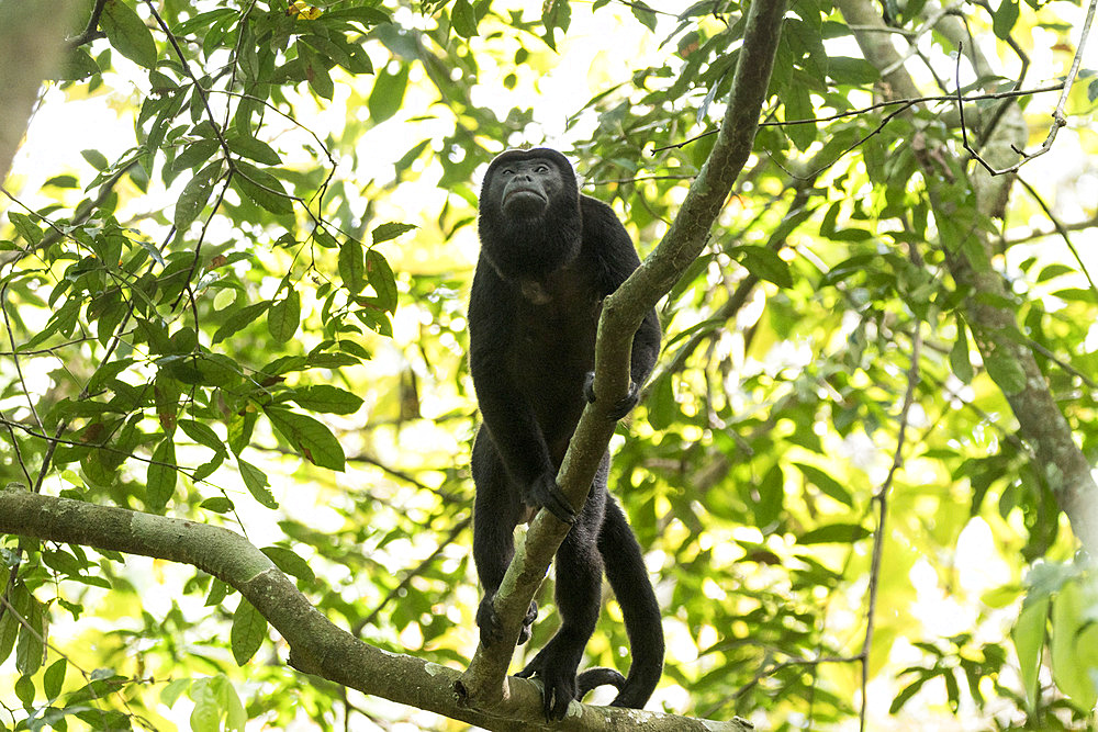 Mantled Howler Monkey (Alouatta palliata) male in a tree, Soberania National Park, Panama