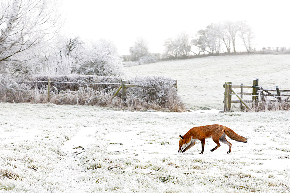 Red fox (Vulpes vulpes) standing in a frosty meadow, England