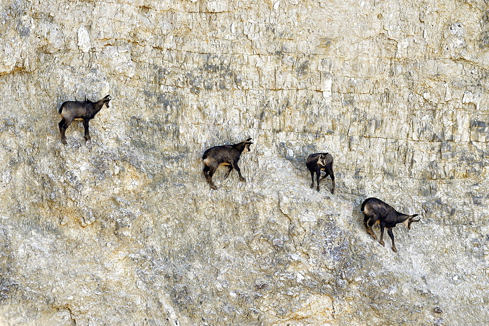 Chamois des Alpes (Rupicapra rupicapra) in quarry in operation, Mathay, Doubs, France