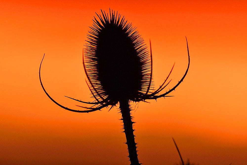 Teasel (Dipsacus sp) at sunset, Doubs, France